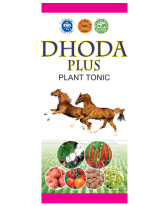 Dhoda Plus